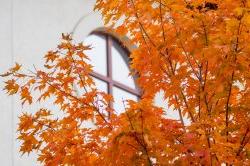 A tree in the fall with the leaves changing colors and a window behind.